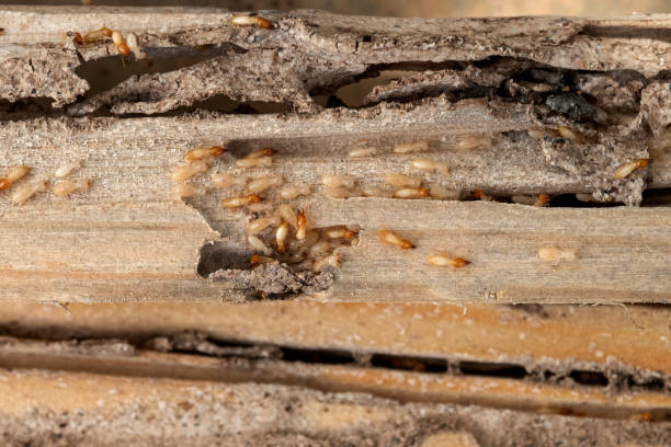Best Affordable Pest Control Services  in Kaysville, UT
